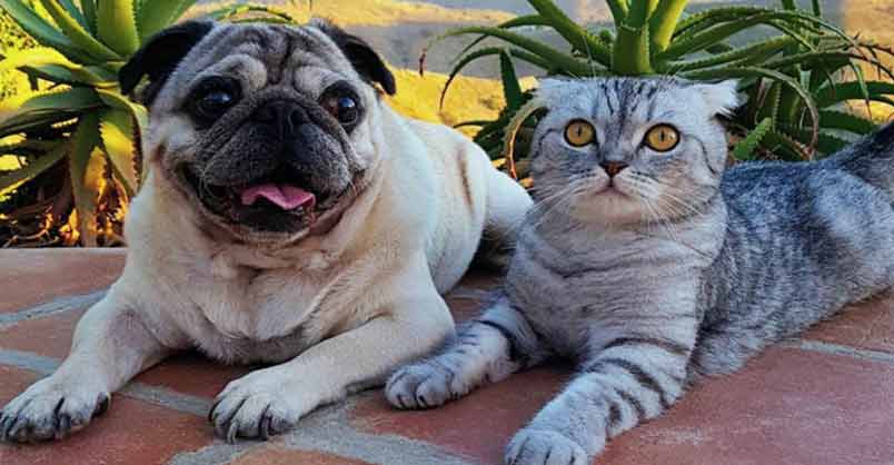 Cat Who Lost His Dog Best Friend Finds Beautiful Way To Love Again –