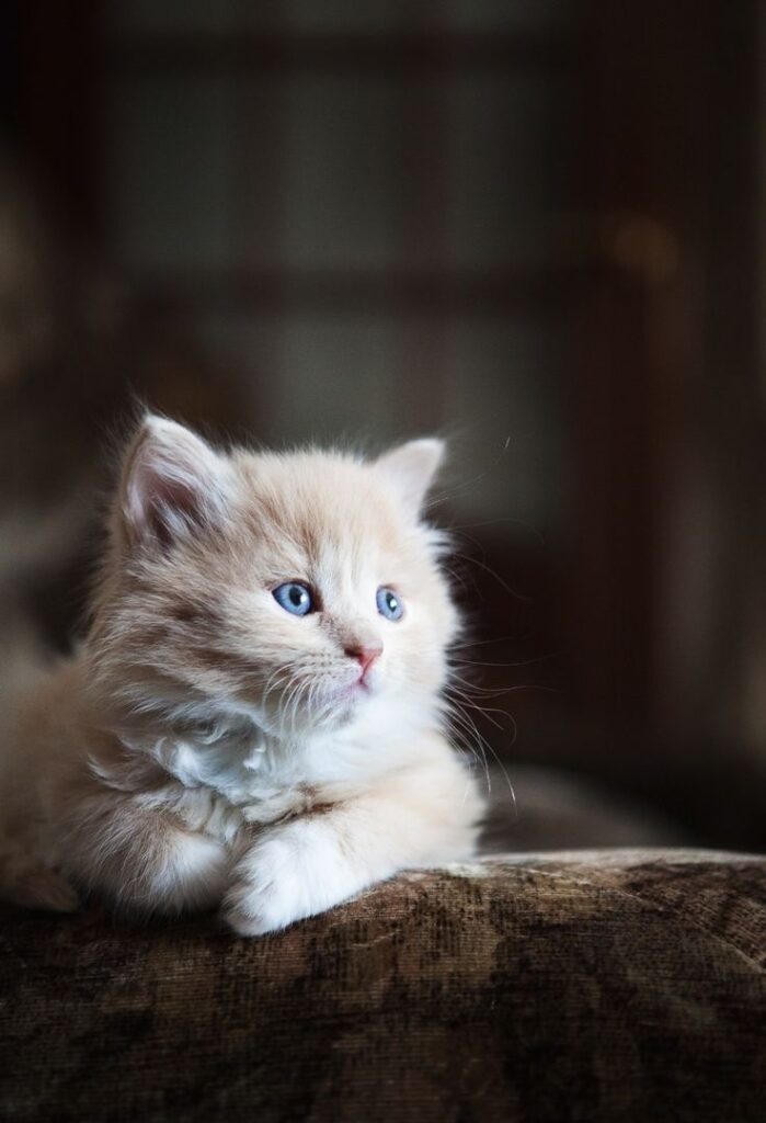 Cat by Yriy Mikheev on 500px