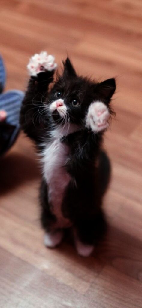 Cats And Kittens Plant Cats And Kittens For Sale Essex