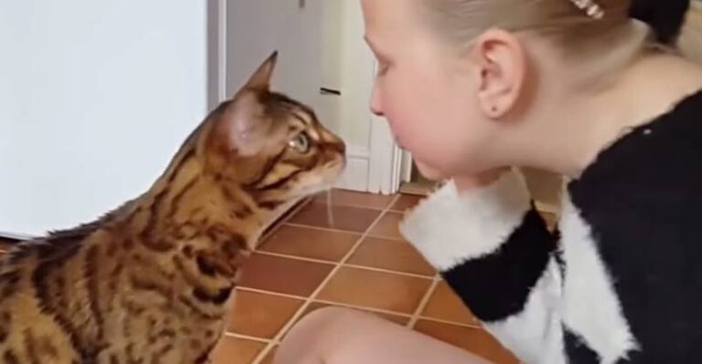 Cats Kissing Their Humans to Show Their Love – We Love Cats and