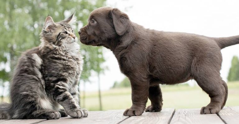 Cats Meeting Puppies for the First Time