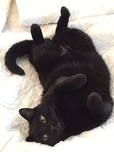 Chat noir allongé su