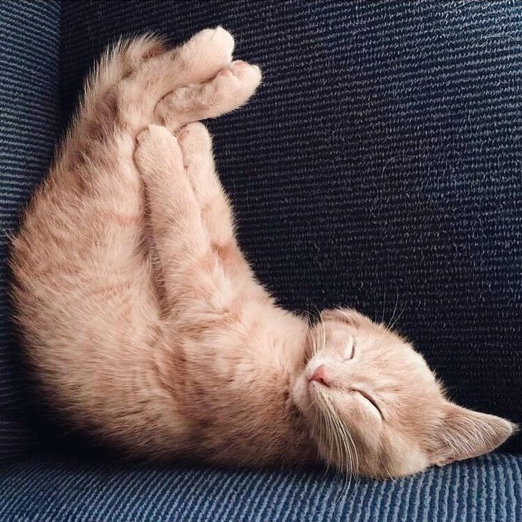 Chaton avec une drôle de position dans le canapé ! Le chat semble