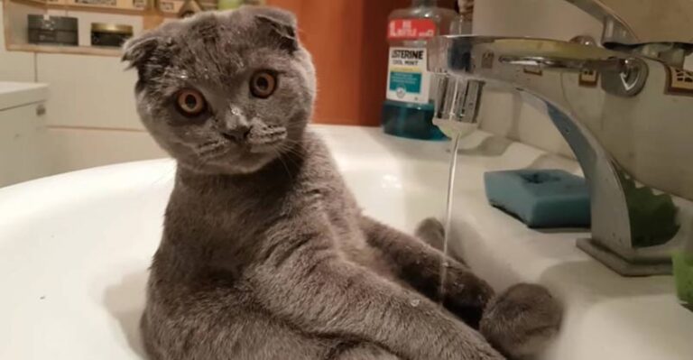 Cute Cat Bathes Himself in the Sink – We Love Cats and Kittens