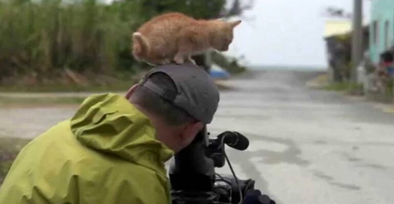 Cute Ginger Kitten Gets In On The Act!
