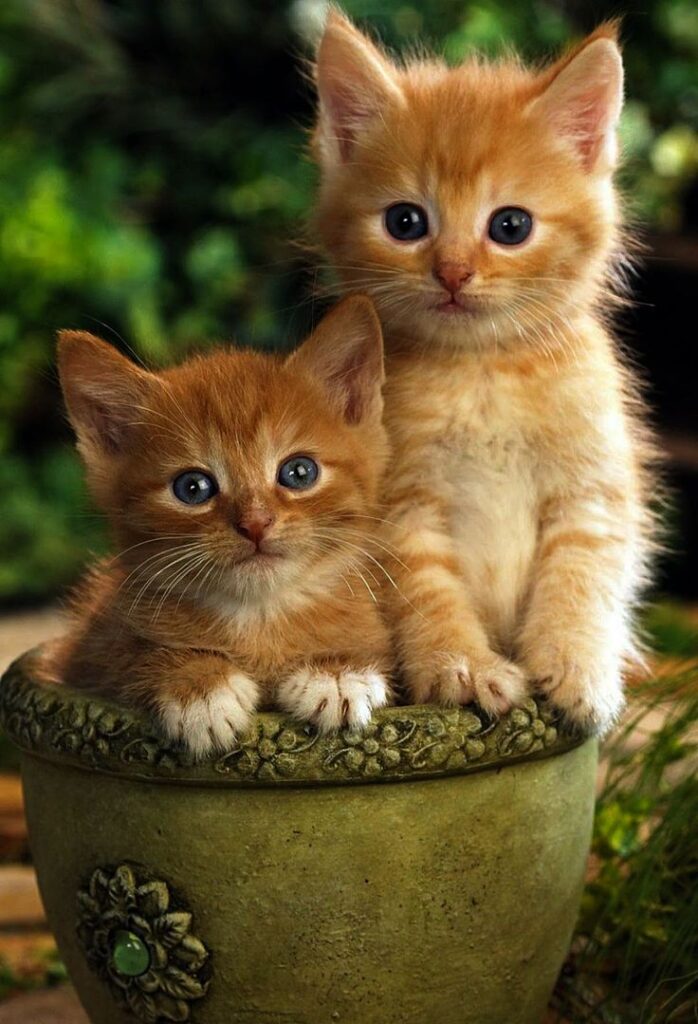 Cute Kittens Games How To Draw Cute Cats And Kittens Step By Step