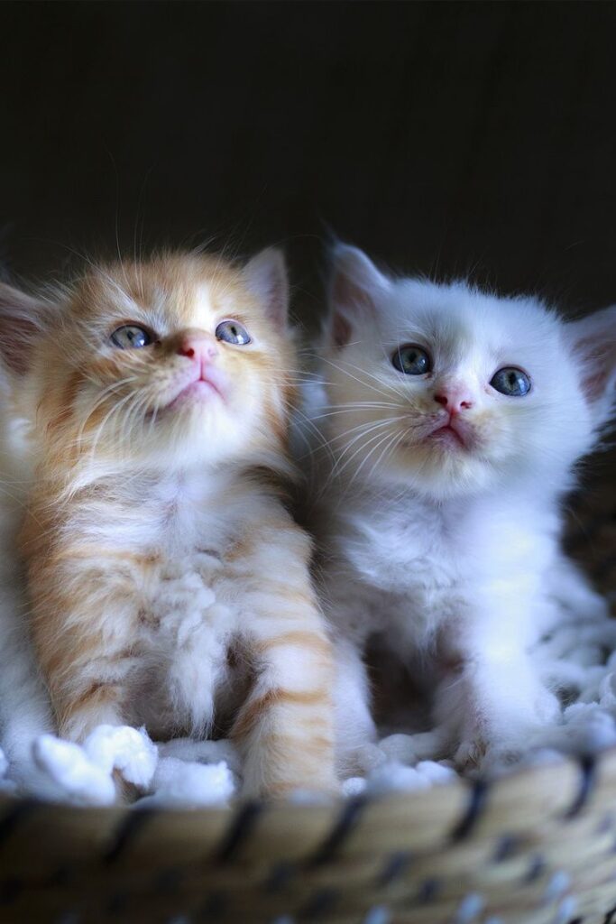 Cute kittens in the basket