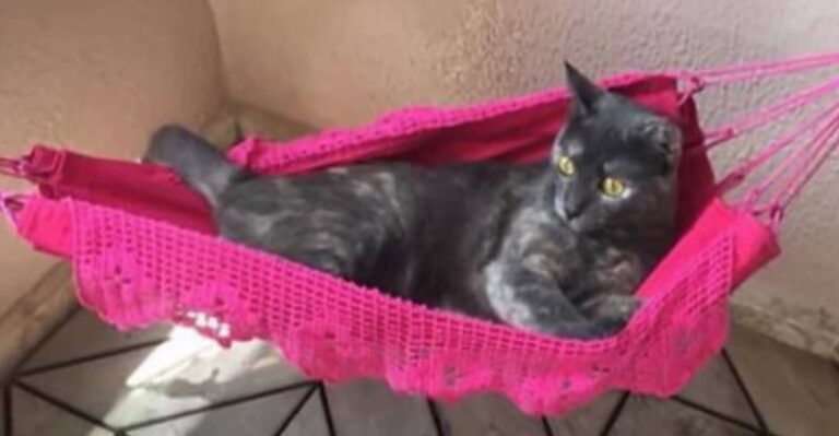 Dad Gifts Cat With A Special “Lazy Ethusiast’s” Tiny Hammock And The