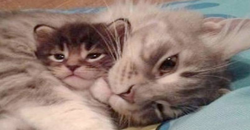Delightful Kittens Talking and Playing With Their Mama – We Love Cats