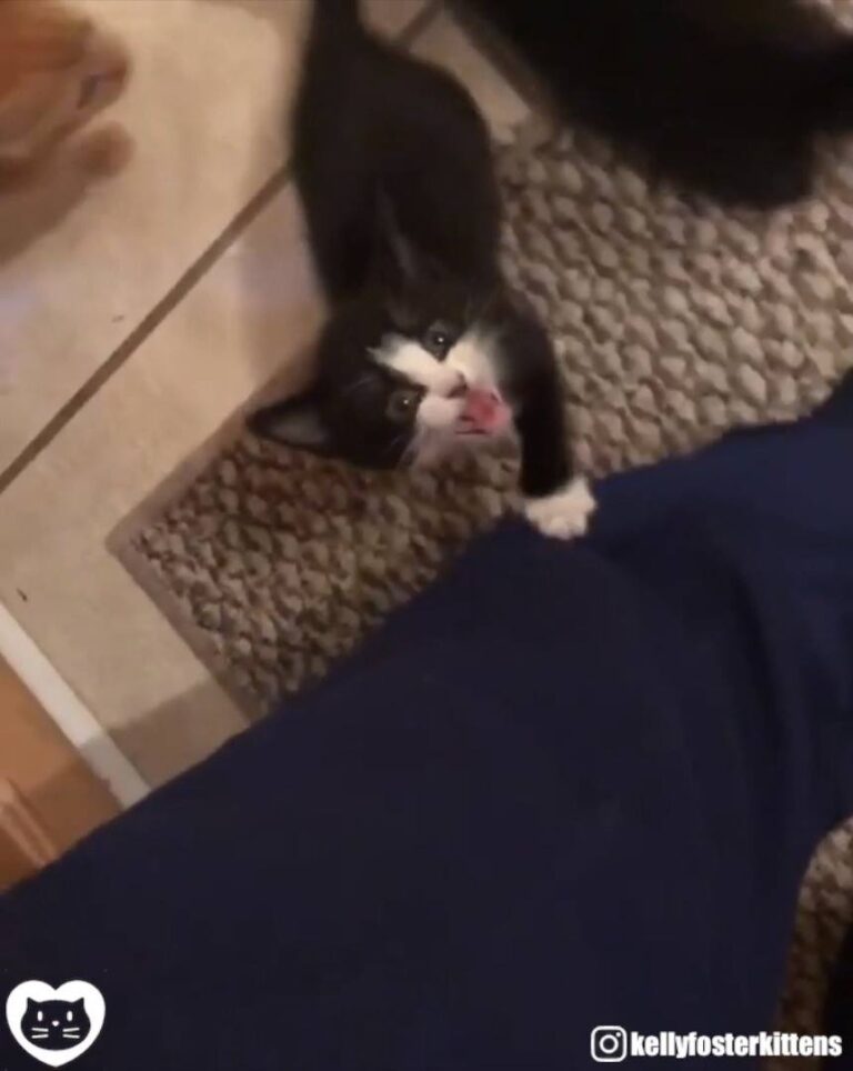 Demanding kitty