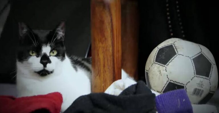 Dennis the Thieving Cat!