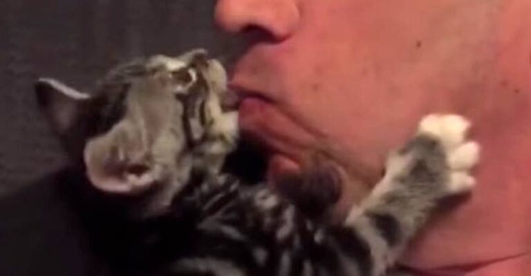Dog Person Falls in Love with Foster Kitten And Now They’re