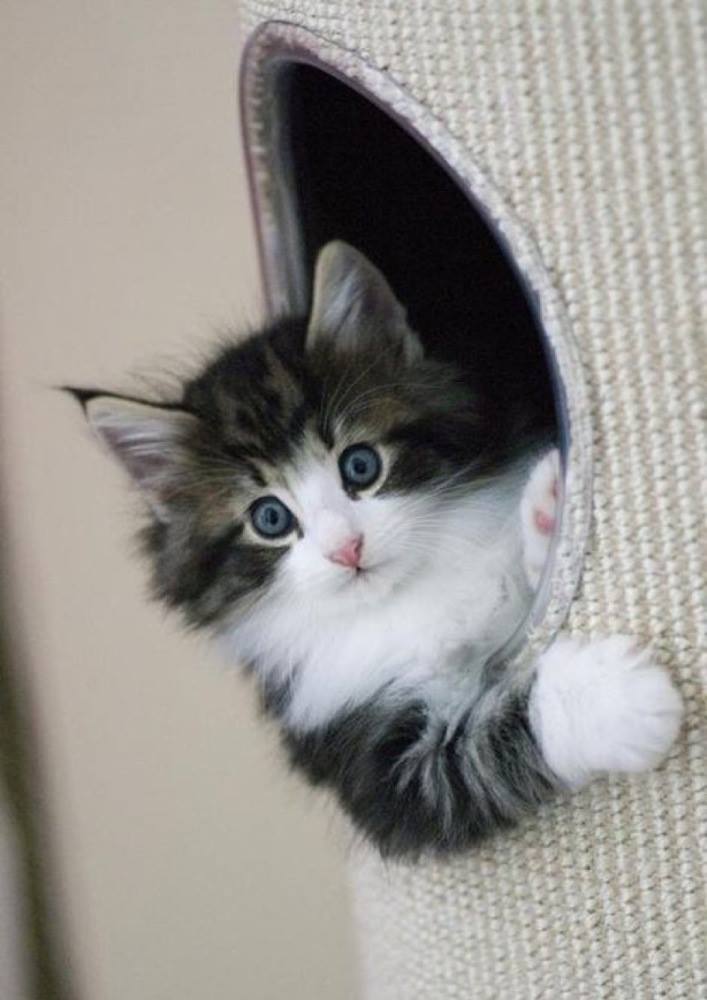 “Err, hello, can I help you?”