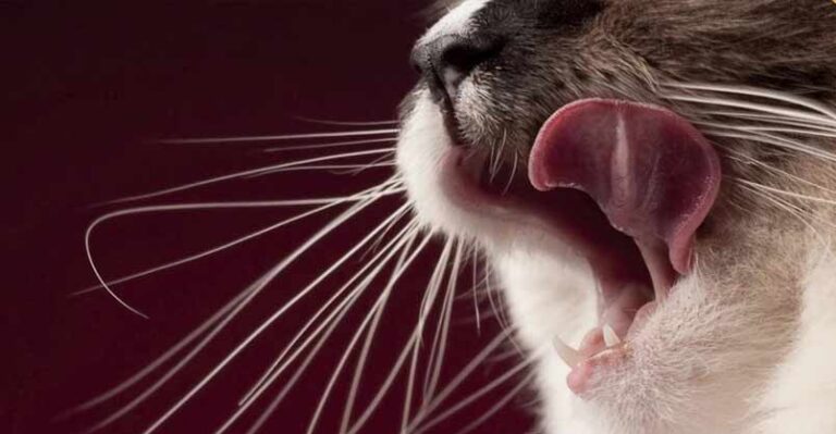 Exactly How Diet Affects Your Cat – We Love Cats and Kittens