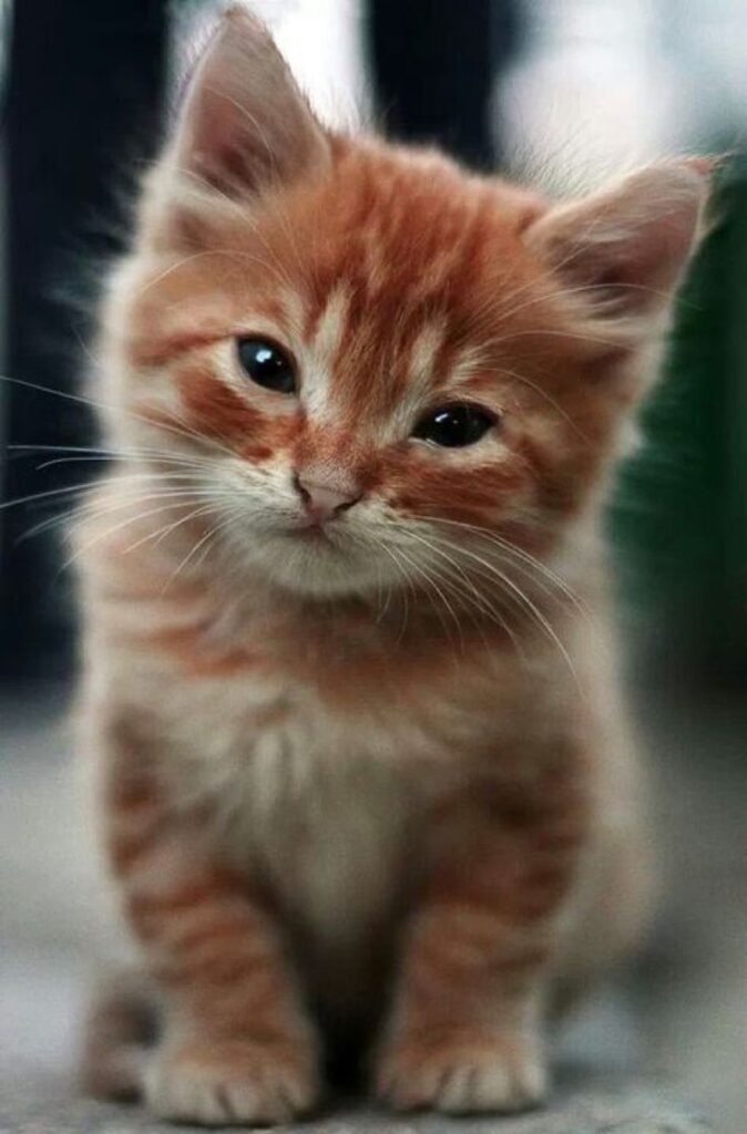 Extremely Cute Kitten – 2nd February 2015