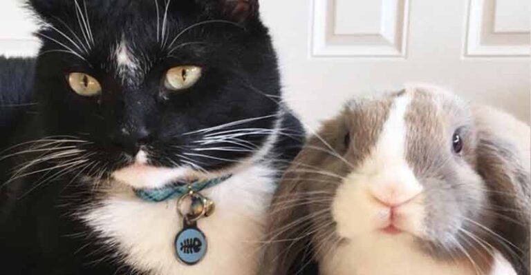 Feisty Cat Plays So Gently With His Bunny Best Friend – We Love Cats