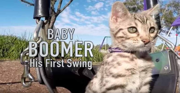 Baby Boomer and His First Swing – We Love Cats and Kittens
