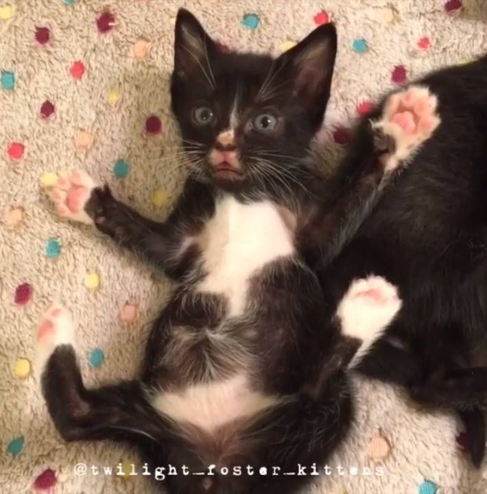 Funny kitty