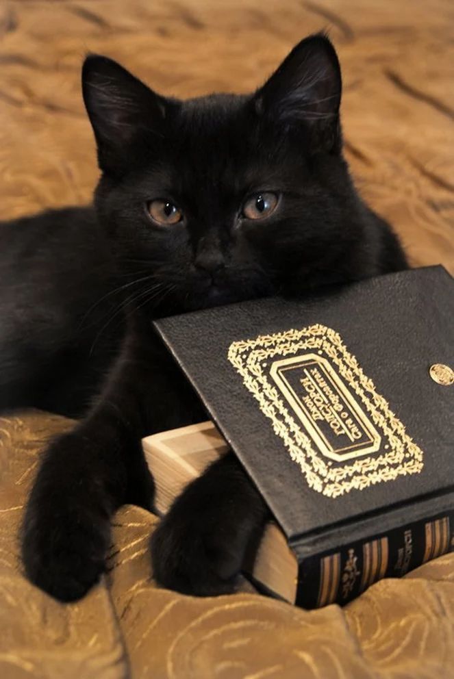 Gatos y libros, excelente combinación!