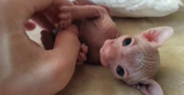 Hairless Kitten Gets A Lovely Belly Rub! – We Love Cats and Kittens