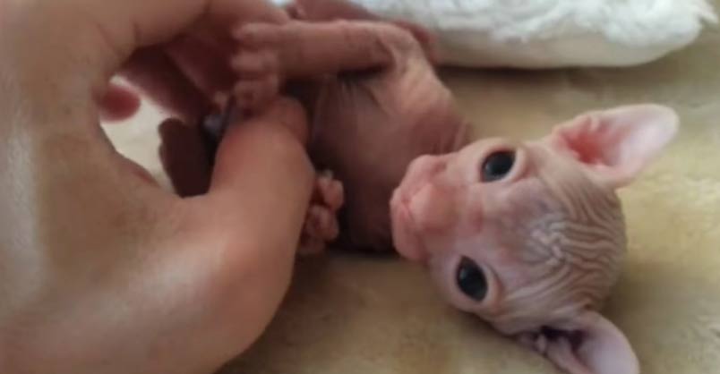 Hairless Kitten Gets A Lovely Belly Rub! – We Love Cats and Kittens