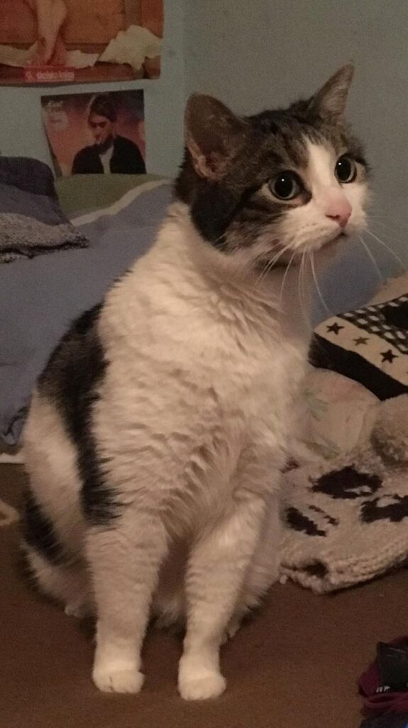 Hello guys i just wanted to share a pitcher of my cat extasy. i love