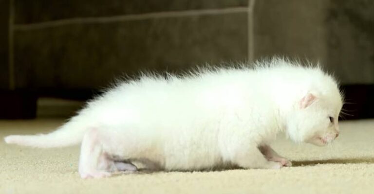Helpless Baby Kitten Rescued From Granite Yard