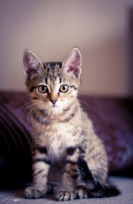 Hilarious Truth About Cats That Every Feline Fan Will Relate To