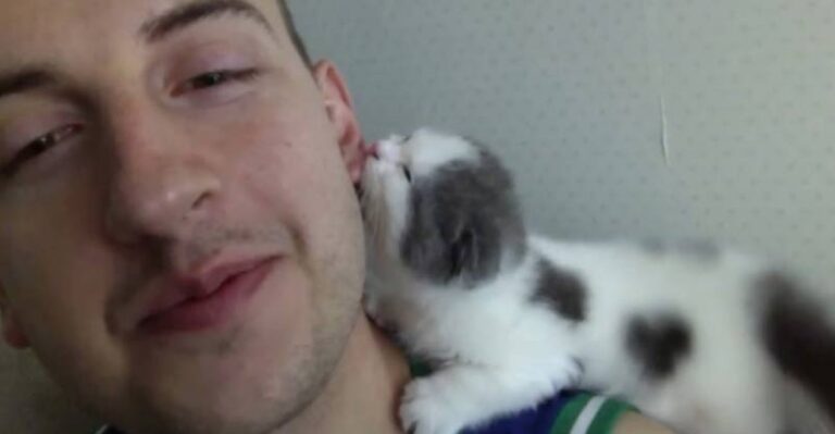 I Couldn’t Stop Laughing When I Saw This! This Hungry Kitten Will