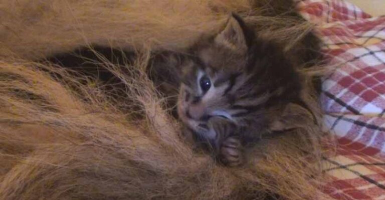 I Was Amazed When I Saw Who Was Looking After These Orphaned Kittens!
