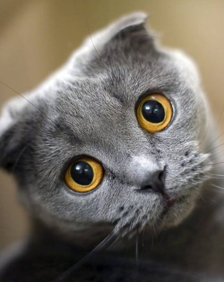 I love the curled over ears of a Scottish Fold , especially the one