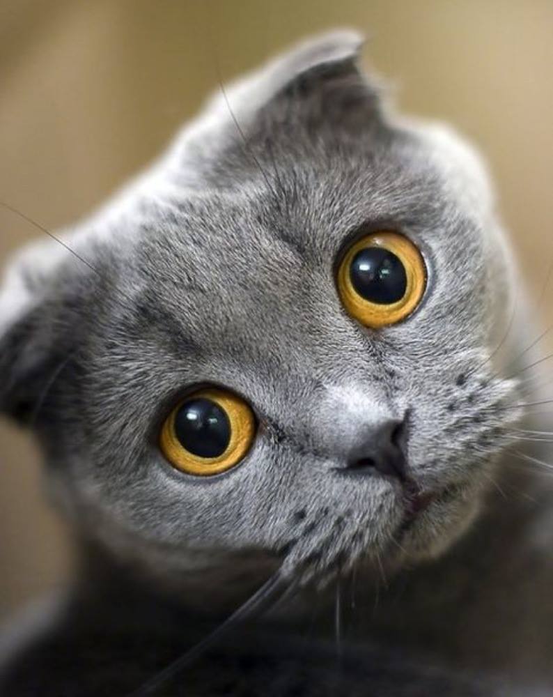 I love the curled over ears of a Scottish Fold , especially the one