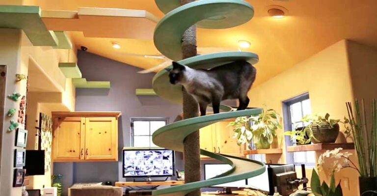 This is Awesome! Man Turns His House Into Indoor Cat Playland