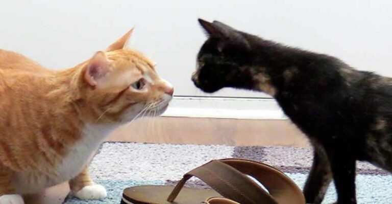 Introducing Cats to New Kittens for the First Time – We Love Cats and