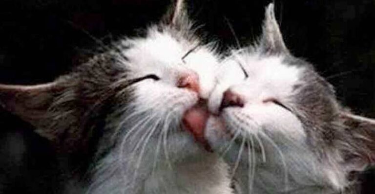 It Must Be Love – 6th October 2018 – We Love Cats and Kittens