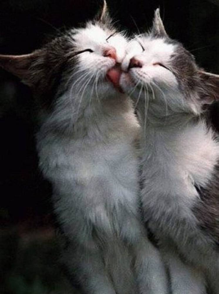 It must be love…….