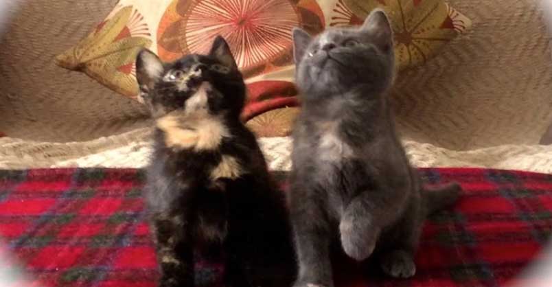 I’ve Never Seen Two Head Banging Heavy Metal Kittens Before!