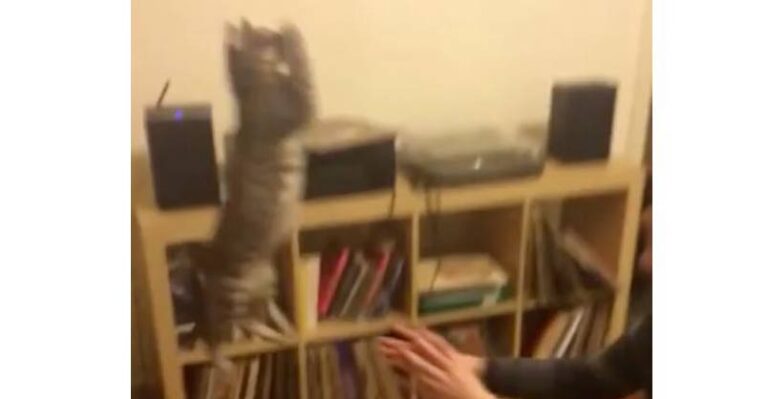 I’ve Never Seen a Cat Do This! – have you?