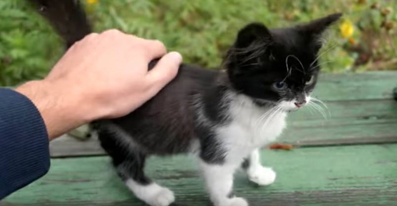 Kitten’s First Day Living on the Streets – We Love Cats and Kittens