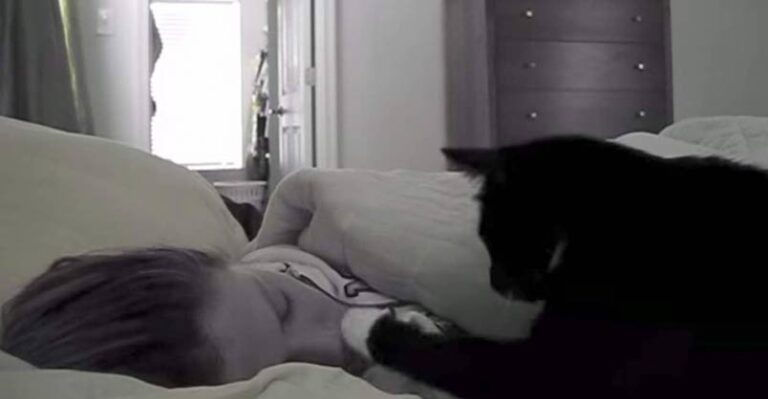 Kitty Cat Wake Up Call