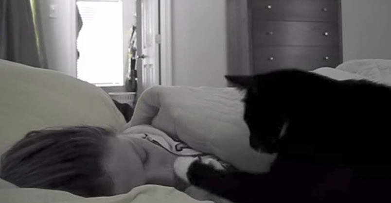 Kitty Cat Wake Up Call