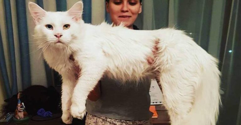 Kitty Grows Up Hugging His Human Every Day, Even After Becoming A