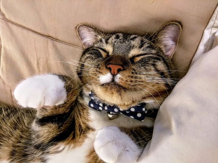 Leo is just exhausted from being sooo handsome… – cutecatshq.com/