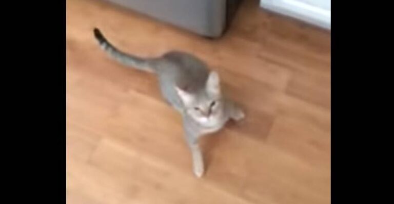 Look At What My Cat Does When I Sing – We Love Cats and Kittens