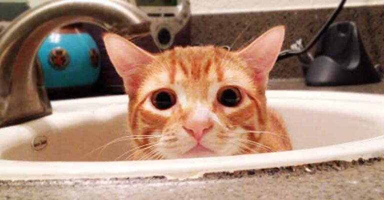 Have You Ever Wondered Why Your Cat Loves The Bathroom?