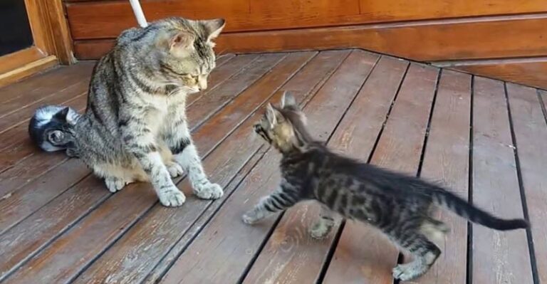Mama Cat Cleaning Her Kitten By Force – We Love Cats and Kittens