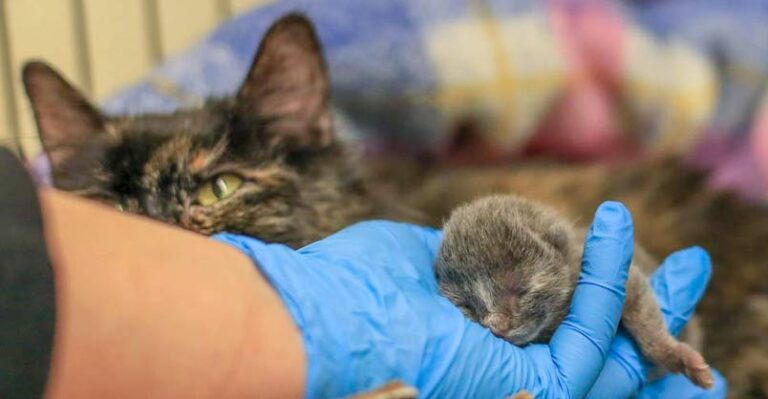 Mama Cat Knew What to Do to Save Her Only Kitten – We Love Cats and