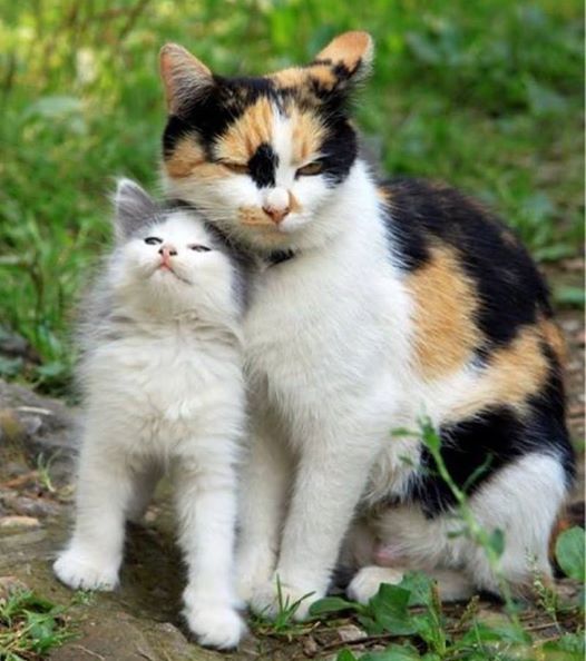 Mama and kitten love……. [See ALL our best cat Pix here –
