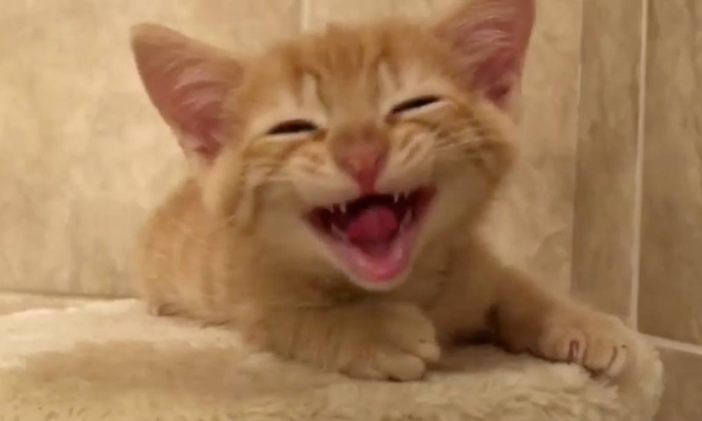 Meow!