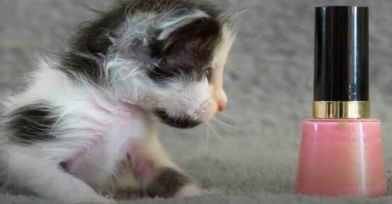 Watch This Micro-Mini Kitten Grow Up – We Love Cats and Kittens